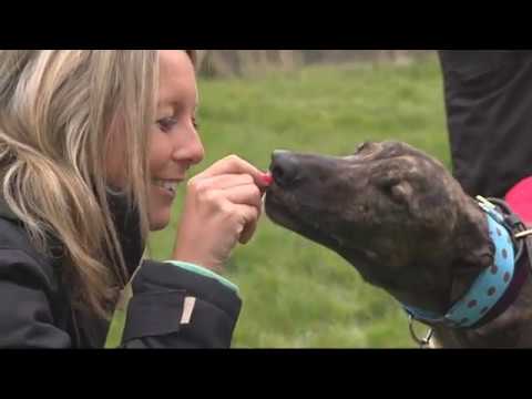 GREYHOUND HOMER RGT ESSEX & HERTS RETIRED GREYHOUNDS