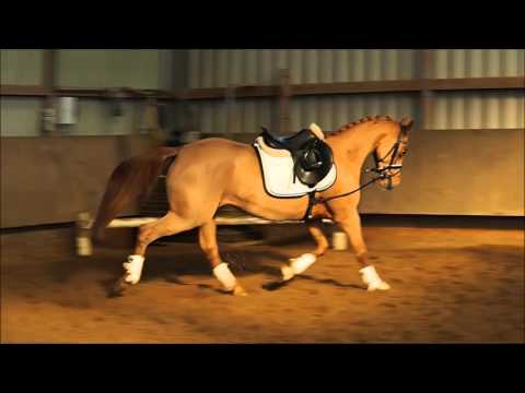 4j Staatsprämienstute v. High Flow's Oxford x ANJERSHOF ROCKY 1,48m