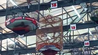 Download lagu MURAI BATU BARONGSAI MAS TIKET UTAMA JUARA 2 😱😱😱😱😱 mp3