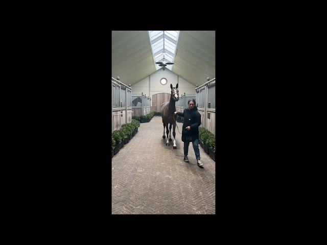 Attika De Betze Z walk & 360