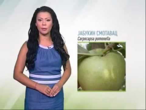 Zelena prognoza 25.7.2014. - Jabukin smotavac