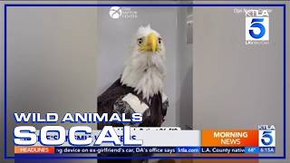 Big Bear bald eagle Jackie: The latest on her condition