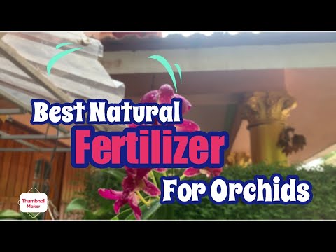 Best natural Fertilizer For Orchids | Naji”s World