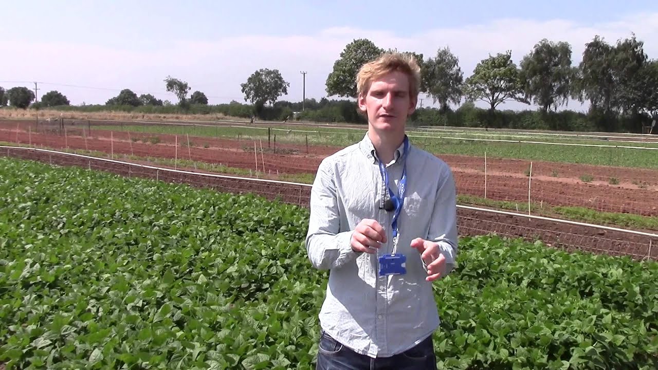 Watch video Andy Tock - Home-grown haricot Now Andy Tock - Home-grown haricot