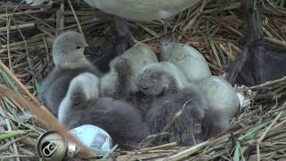 Swan&#39;s nest and eggs,  birth of baby swans 2017