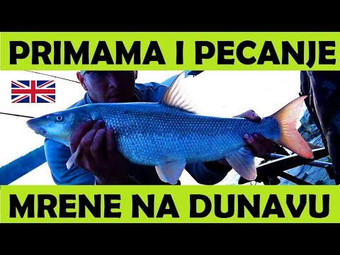 FEEDER FISHING FOR BARBEL on Danube River