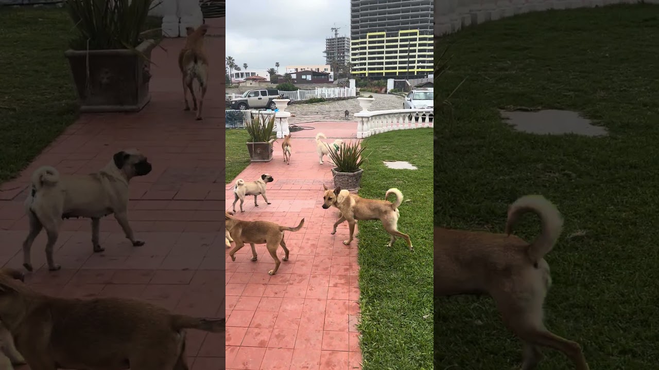 Enlarge Iris, a ADOPTABLE mixed breed in Encinitas, CA video 5/5