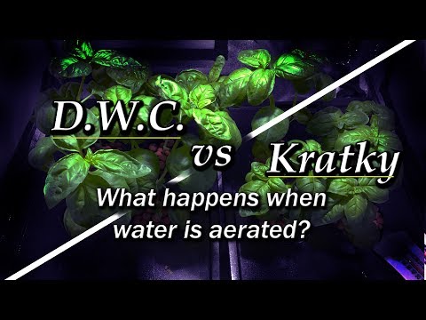 , title : 'Kratky vs DWC - Aeration vs No Aeration (Hydroponic Basil) Part 1'