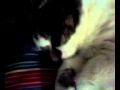 Elmo Kitty Snoring