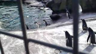 preview picture of video 'EDINBURGH ZOO - PENGUIN PARADE(1)'