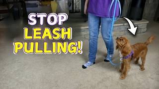 How to Leash Train a Cavalier King Charles Spaniel