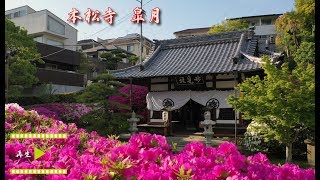 ツツジの名所　妙見社