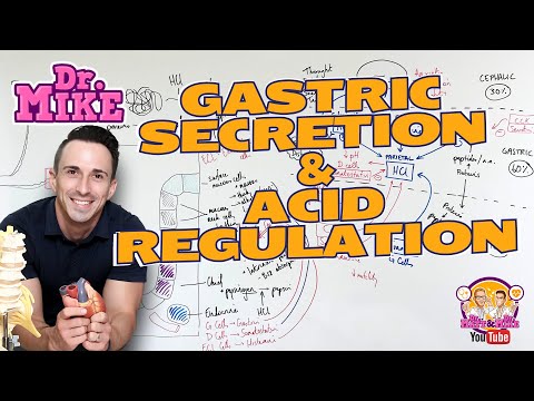 Stomach Physiology | Gastric Secretion & Acid Regulation