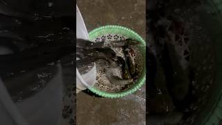 Fish hunting | catfish #fishing #fishhuntingatnight #catfish #catfishhunter