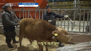[181회_2부] 으라차차 내 꿈은 축산왕