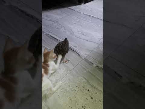 cat wants to bite koel