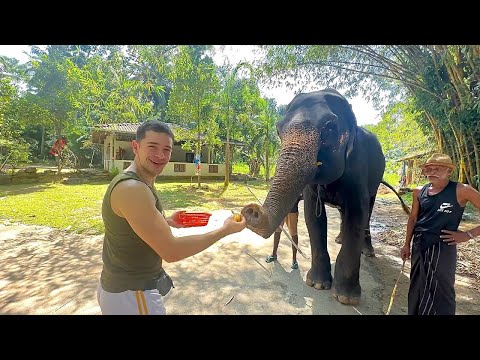 Viajei para uma ilha paradisíaca e fui recebido por elefantes 🐘 Primeira vez em Sri Lanka! 🇱🇰