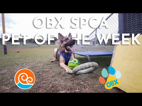 Outer Banks SPCA Pet of the Week: Rosey (October 27, 2025) - YouTube