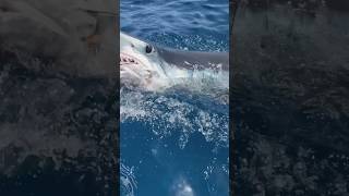 Download lagu HUGE MAKO SHARK!😮 #shark #sharks #sharkdiving #makoshark mp3