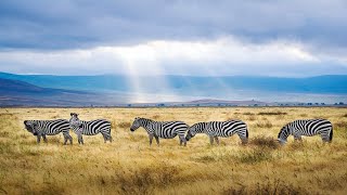 Ngorongoro Crater, Tanzania: Africa’s Garden of Eden - Best Wildlife Safari in the World!