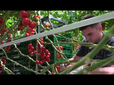 Ablauf zur Pflanzung, Pflege, Ernte und Produktion von Tomaten im geschützten Anbau unter Glas in Zorbau in Sachsen-Anhalt, Deutschland.