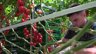 Ablauf zur Pflanzung, Pflege, Ernte und Produktion von Tomaten im geschützten Anbau unter Glas in Zorbau in Sachsen-Anhalt, Deutschland.