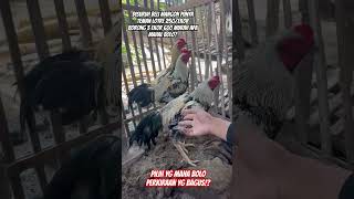 Download lagu Disuruh beli ayam mangon milik teman #fyp #shorts #ayam #ayammangon mp3 Download lagu Disuruh beli ayam mangon milik teman #fyp #shorts #ayam #ayammangon mp3