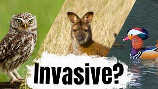 These ALIEN ANIMALS are living wild in the UK!