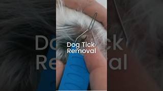 Tick Removal for your dog. Easy steps to remove ticks #tickremoval