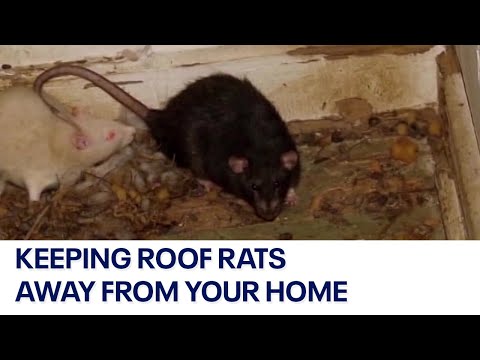 Roof rats: Experts have tips on how to keep them from invading your home