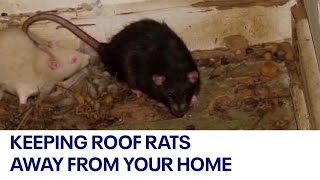 Roof rats: Experts have tips on how to keep them from invading your home