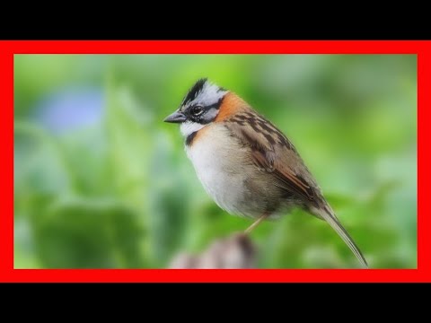 Rufous Collared Sparrow Bird Song, Sound, Call, Chirp, Vocalization, Melody - Zonotrichia Capensis