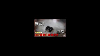 奇形？コガムシ#shorts