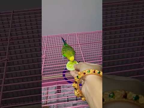 HOW TO TAME A BUDGIE BY USING THERE FAVORITE FOOD CUCUMBER |GREEN BUDGIE CHOTU