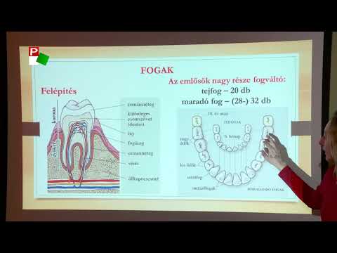 A HPV (humán papillomavírus) fertőzés tünetei, kezelése