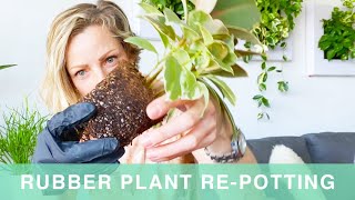 Repotting Rubber Plant Into Lechuza Planter - Green Moments With Juliette Ep #15
