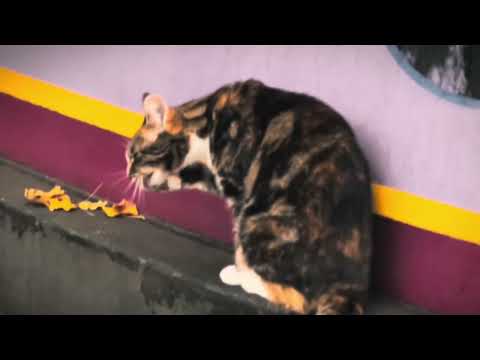 Meow Client - Jericho Wharf