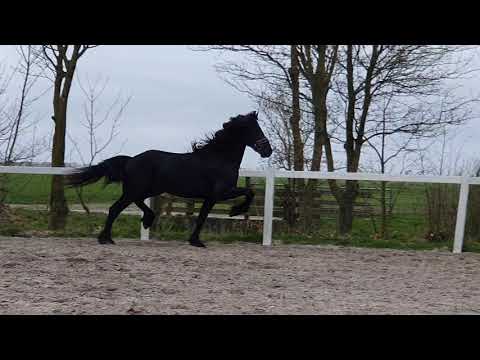 Stal Okkema's Goudmientsje - Markus x Tymon - stallion - 2018