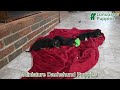 Miniature Dachshund dogs for sale: Pixie - Video 1