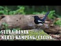 HD Suara Denak Murai Kampung Cacing Mp3