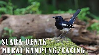 Download lagu HD Suara Denak Murai Kampung | Cacing mp3 mp3 Download lagu HD Suara Denak Murai Kampung | Cacing mp3 mp3