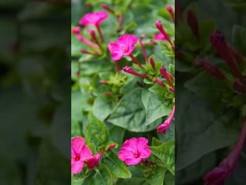 , title : '#4oclockflowerplant #pinkcolour #Mirabilis jalapa'