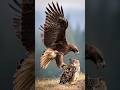 Why All Birds Hate Owl
