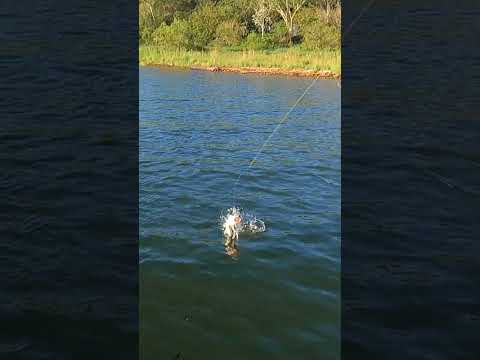 No barranco ou no meio, aqui sempre pega #pesca #pescaria #rioparana #anaurilandia #matogrossodosul