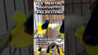 Download lagu SIMULASI LOMBA SOGON AMPUH LANGSUNG NYAUT EMOSI #sogongacorngobra #sogon #sogonisian #sogogacor mp3