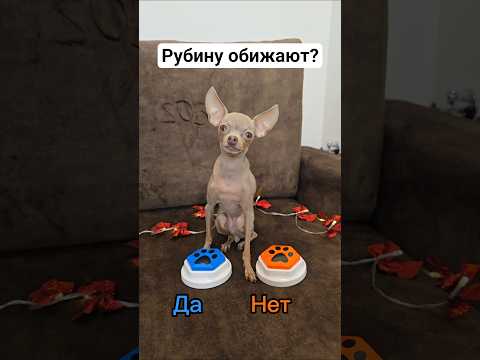 Кнопки #toyruby #shorts