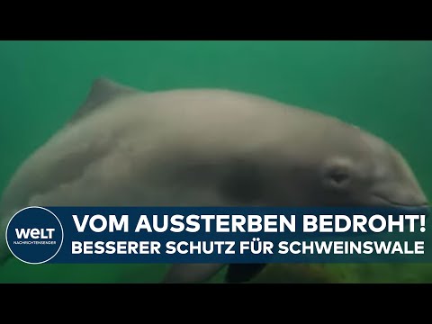 OSTSEE: Schweinswale schützen! CMS-Tagung beschließt Maßnahmen für die bedrohten Tiere