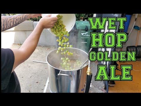 Wet hop Golden Ale Paso a Paso