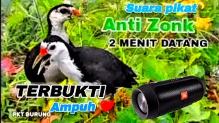 Download lagu SUARA BURUNG RUAK RUAK ANTI ZONK ✓DUA MENIT LANGSUNG DATANG mp3