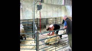 preview picture of video 'Old Hall Farm -  Sheep Shearing - OPEN FARM SUNDAY 2011'